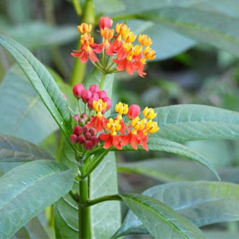 Milkweed Red (Asclepias Curassavica) - PlantologyUSA - 3 gallon