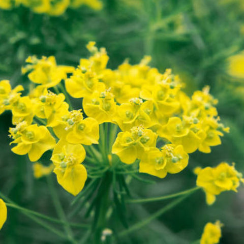 Milkweed Yellow (Asclepias curassavica) - PlantologyUSA - Small 6-8"
