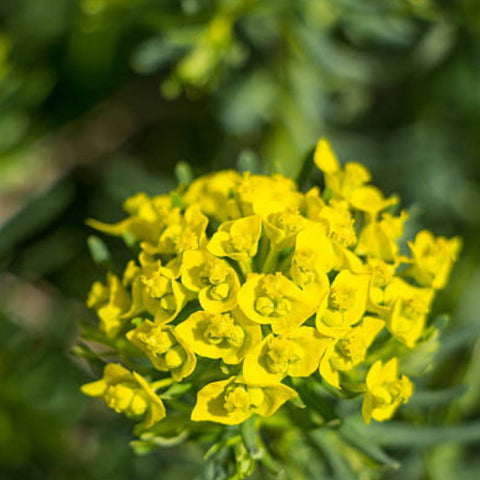 Milkweed Yellow (Asclepias curassavica) - PlantologyUSA - Small 6-8"
