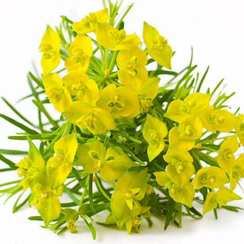 Milkweed Yellow (Asclepias curassavica) - PlantologyUSA - Small 6-8"