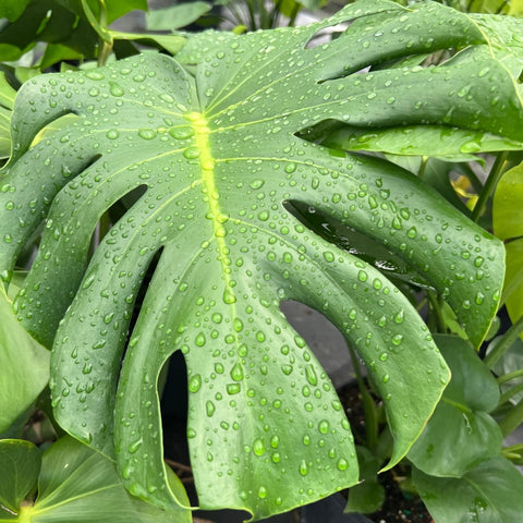 Monstera Deliciosa (Swiss Cheese) - PlantologyUSA - 3 Gallon
