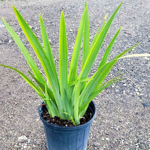 Neomarica Caerulea 'Regina Iris' Giant Apostle's Iris - PlantologyUSA - Medium
