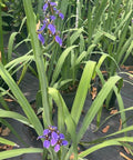 Neomarica Caerulea 'Regina Iris' Giant Apostle's Iris - PlantologyUSA - Medium