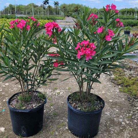Oleander Bush Calypso Pink (Nerium oleander) - PlantologyUSA - Large 30-40"