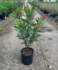 Oleander Bush Calypso Pink (Nerium oleander) - PlantologyUSA - Medium 20-25"