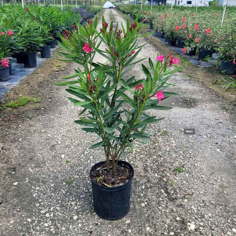 Oleander Bush Calypso Pink (Nerium oleander) - PlantologyUSA - Medium 20-25"