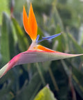 Orange Bird Of Paradise (Strelitzia reginae) - PlantologyUSA - 3 Gallon