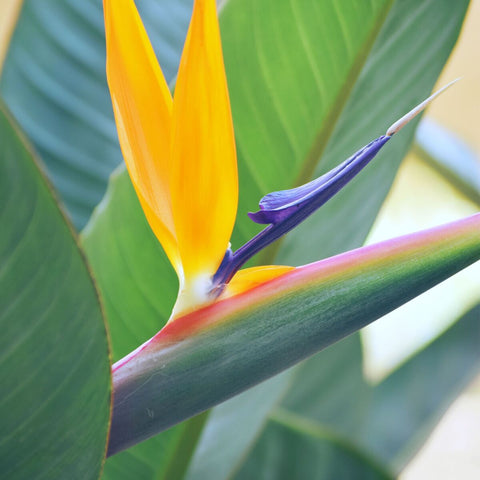 Orange Bird Of Paradise (Strelitzia reginae) - PlantologyUSA - 3 Gallon