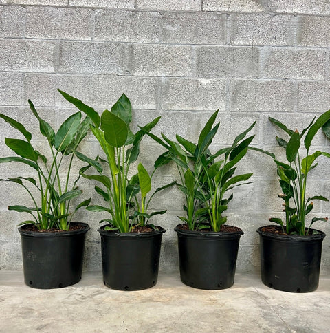 Orange Bird Of Paradise (Strelitzia reginae) - PlantologyUSA - 3 Gallon