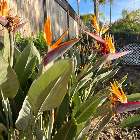 Orange Bird Of Paradise (Strelitzia reginae) - PlantologyUSA - 3 Gallon