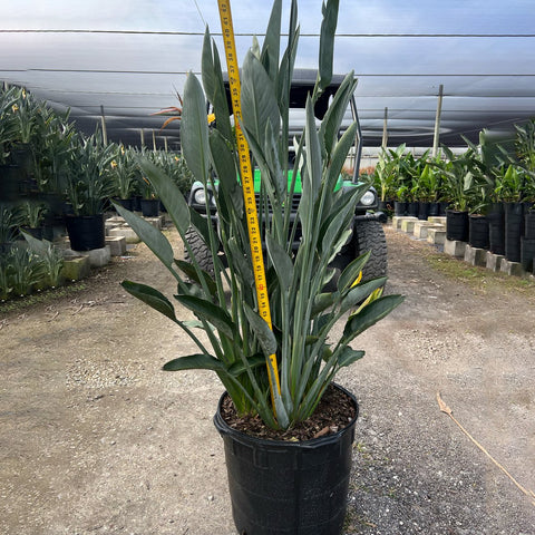 Orange Bird Of Paradise (Strelitzia reginae) - PlantologyUSA - Grower's Pick 4-5.5 Feet