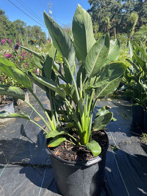 Orange Bird Of Paradise (Strelitzia reginae) - PlantologyUSA - Large 3-4 Feet