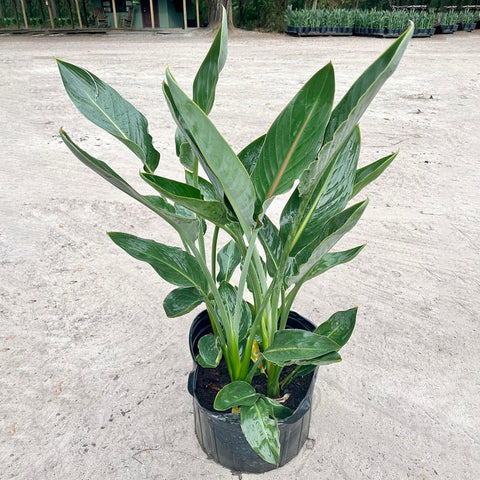 Orange Bird Of Paradise (Strelitzia reginae) - PlantologyUSA - Large 3-4 Feet