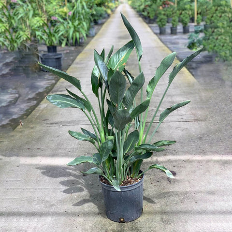 Orange Bird Of Paradise (Strelitzia reginae) - PlantologyUSA - Medium 2-3 Feet