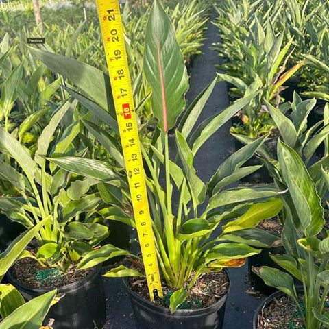 Orange Bird Of Paradise (Strelitzia reginae) - PlantologyUSA - Small 1-2 Feet