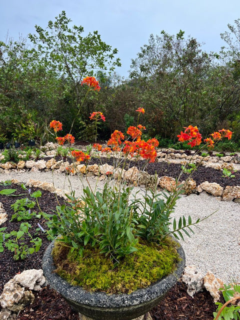 Orange Epidendrum Ground Orchid (Epidendrum spp.) - PlantologyUSA - 3 Gallon
