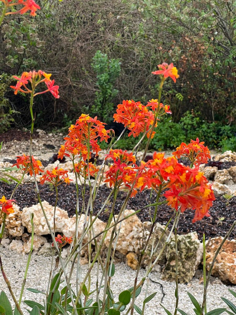 Orange Epidendrum Ground Orchid (Epidendrum spp.) - PlantologyUSA - 3 Gallon