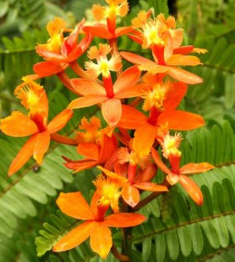 Orange Epidendrum Ground Orchid (Epidendrum spp.) - PlantologyUSA - 3 Gallon