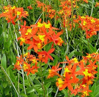 Orange Epidendrum Ground Orchid (Epidendrum spp.) - PlantologyUSA - 3 Gallon
