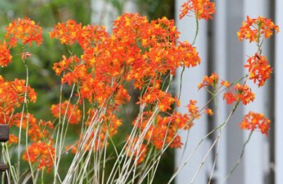 Orange Epidendrum Ground Orchid (Epidendrum spp.) - PlantologyUSA - 3 Gallon