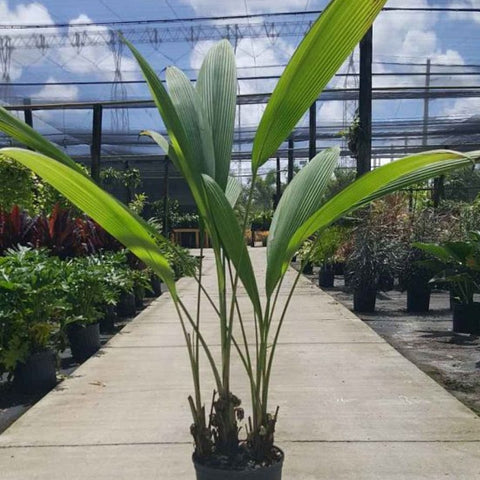 Palm Grass (Curculigo capitulata) - PlantologyUSA - 3 Gallon