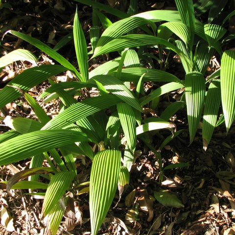 Palm Grass (Curculigo capitulata) - PlantologyUSA - 3 Gallon