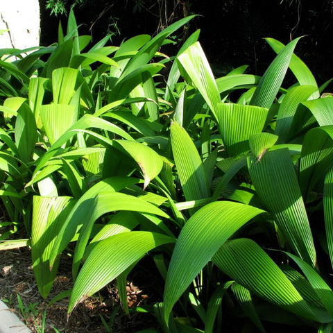 Palm Grass (Curculigo capitulata) - PlantologyUSA - 3 Gallon