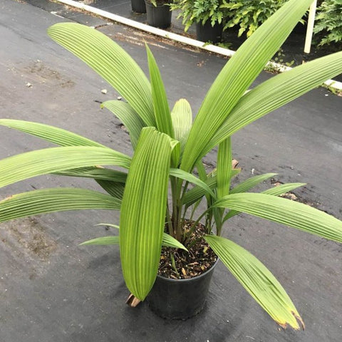 Palm Grass (Curculigo capitulata) - PlantologyUSA - 3 Gallon