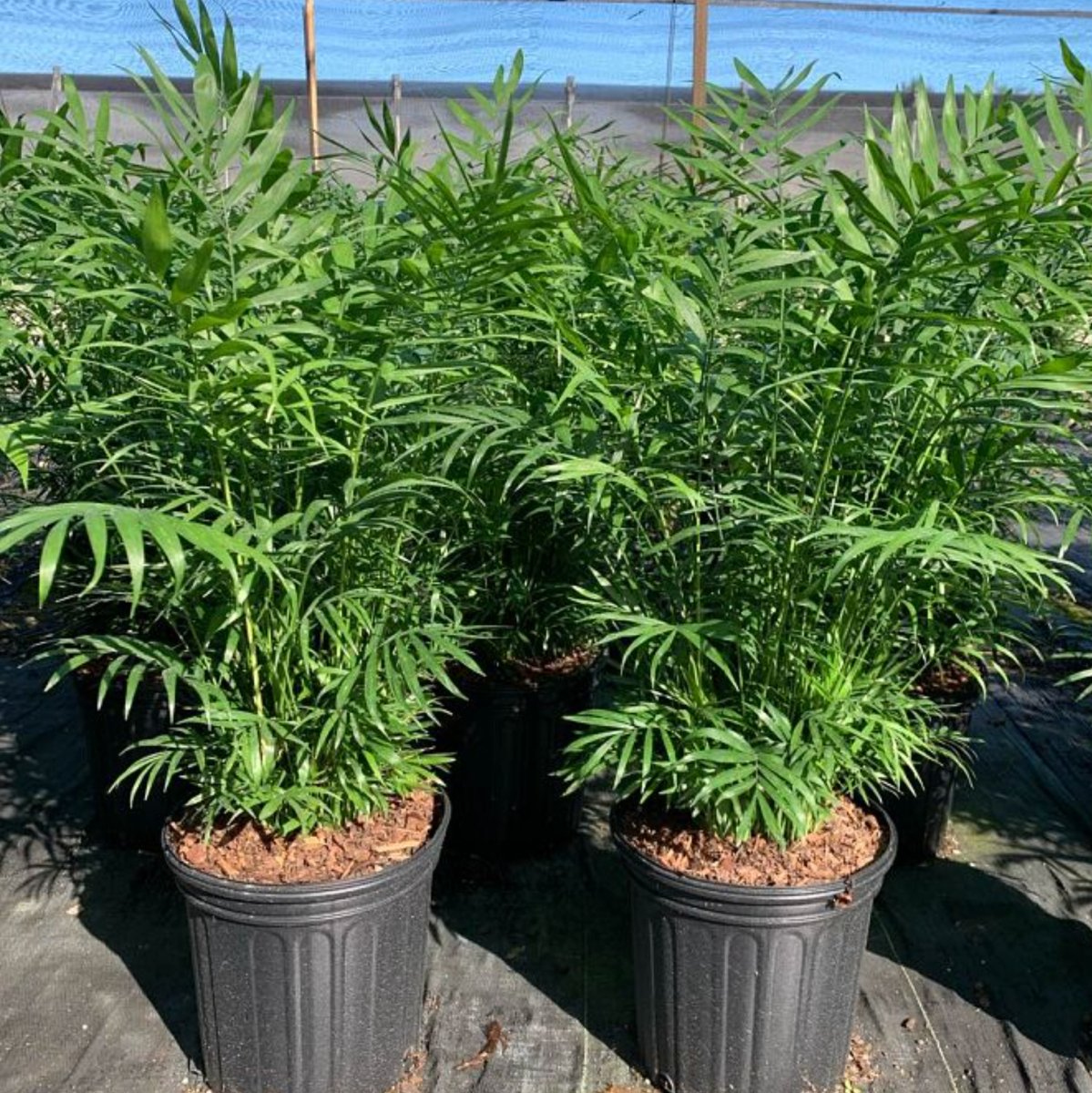 Parlor Palm for Sale