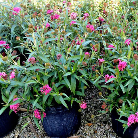 Panama Rose (Rondeletia Leucophylia) - PlantologyUSA - 3 Gallon