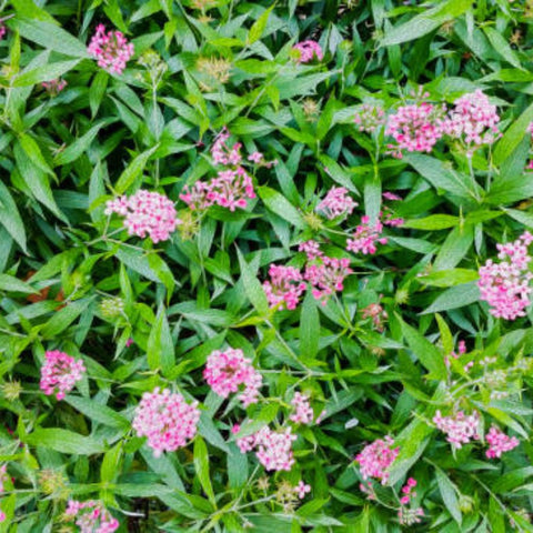 Panama Rose (Rondeletia Leucophylia) - PlantologyUSA - 7 Gallon