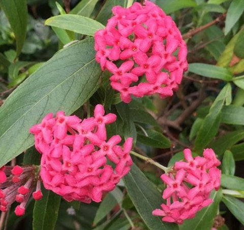 Panama Rose (Rondeletia Leucophylia) - PlantologyUSA - 7 Gallon