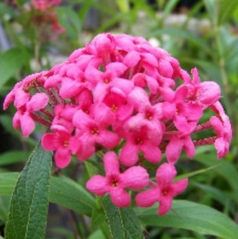 Panama Rose (Rondeletia Leucophylia) - PlantologyUSA - 7 Gallon