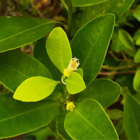 Persian Lime (Citrus × latifolia) - PlantologyUSA - 45 Gallon