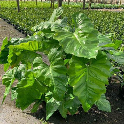 Philodendron Giganteum - PlantologyUSA - 3 Gallon