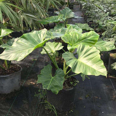 Philodendron Giganteum - PlantologyUSA - 3 Gallon