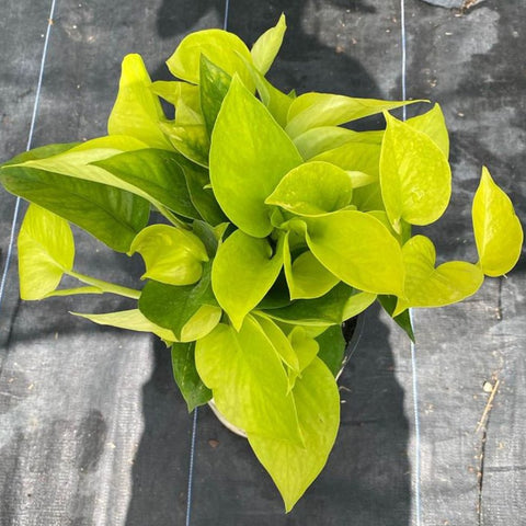 Philodendron Pothos Neon (Epipremnum Aureum 'Neon') - PlantologyUSA - 1 Gallon