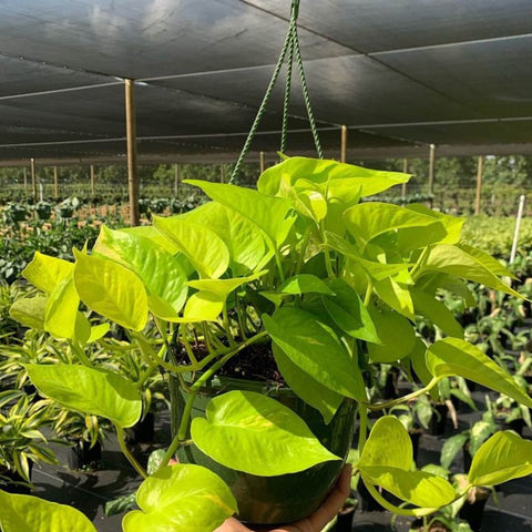 Philodendron Pothos Neon (Epipremnum Aureum 'Neon') - PlantologyUSA - 1 Gallon