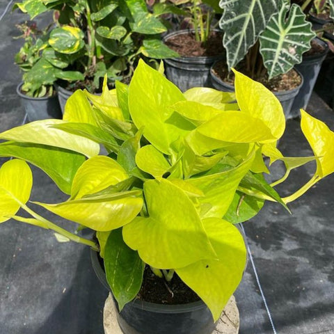 Philodendron Pothos Neon (Epipremnum Aureum 'Neon') - PlantologyUSA - 1 Gallon