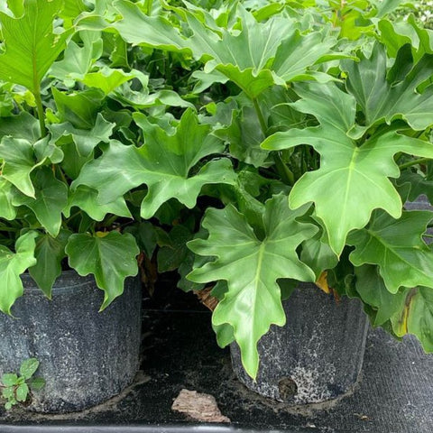 Philodendron Selloum (Philodendron Bipinnatifidum) - PlantologyUSA - 5 Gallon