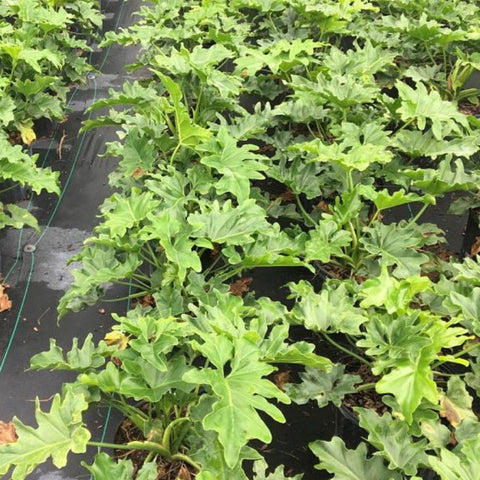 Philodendron Selloum (Philodendron Bipinnatifidum) - PlantologyUSA - 5 Gallon