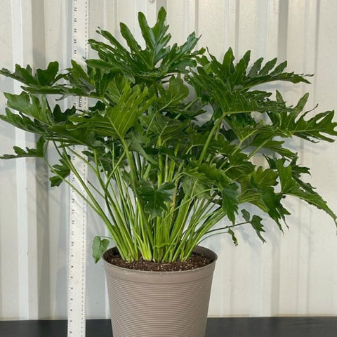 Philodendron Selloum (Philodendron Bipinnatifidum) - PlantologyUSA - 5 Gallon