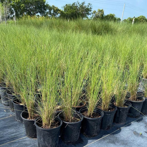 Pink Muhly Grass Muhlenbergia Capillaris, Gulf Coast Muhly Grass - PlantologyUSA - 3 Gallon