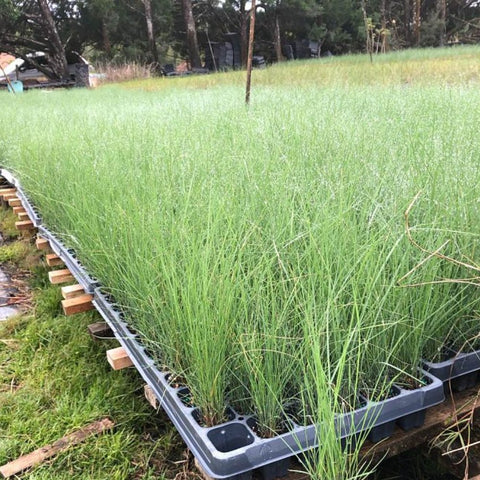 Pink Muhly Grass Muhlenbergia Capillaris, Gulf Coast Muhly Grass - PlantologyUSA - 3 Gallon