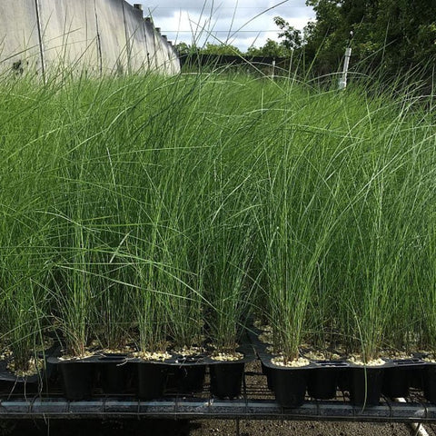 Pink Muhly Grass Muhlenbergia Capillaris, Gulf Coast Muhly Grass - PlantologyUSA - 3 Gallon