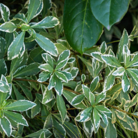 Pittosporum Varigated (Pittosporum tobira) - PlantologyUSA - Medium 12"