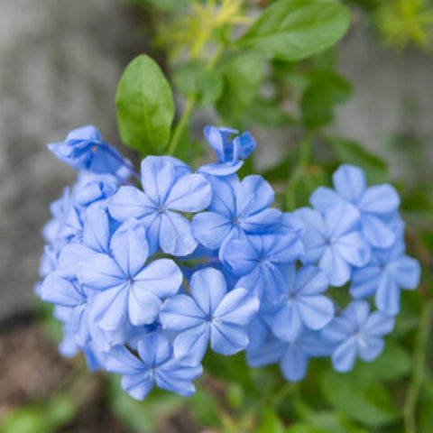 Plumbago Blue (Plumbago Auriculata 'Blue Escape') - PlantologyUSA - 3 gallon
