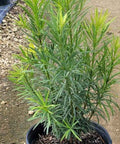 Podocarpus Maki (Podocarpus Macrophyllus 'Maki') - PlantologyUSA - 2.5-3.5 feet