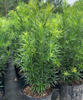 Podocarpus Maki (Podocarpus Macrophyllus 'Maki') - PlantologyUSA - 2.5-3.5 feet