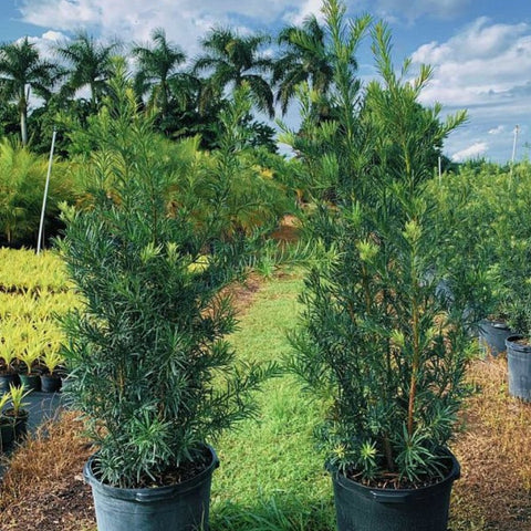 Podocarpus Maki (Podocarpus Macrophyllus 'Maki') - PlantologyUSA - 3.5-4.5 feet